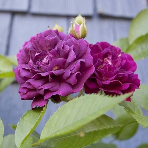Rosa Bleu Magenta - fialová - Stromkové ruže,  kvety kvitnú v skupinkáchstromková ruža s kríkovitou tvarou koruny